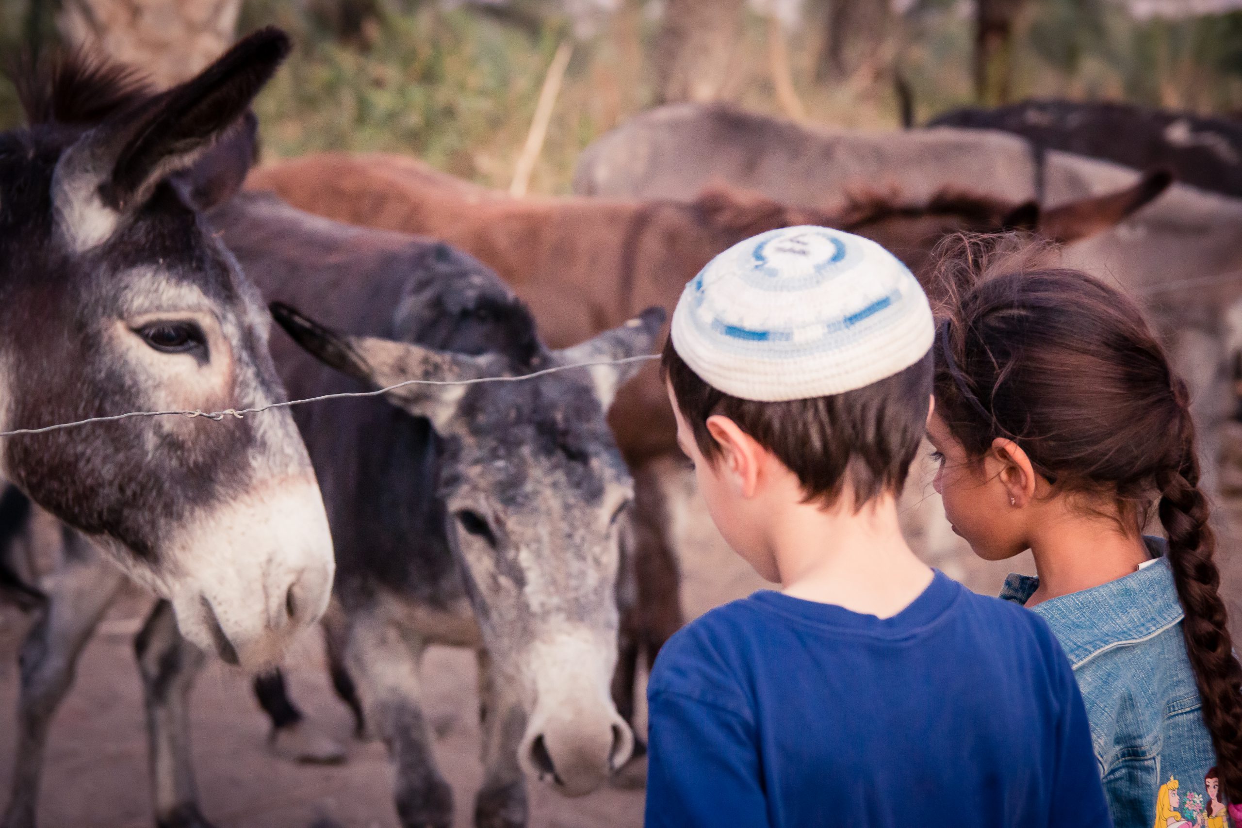 חמורים במטע