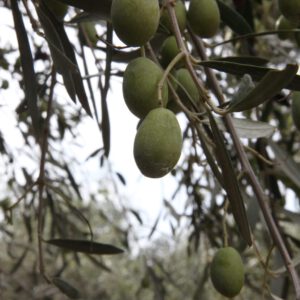 שמן זית שדה אליהו